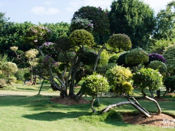 圖 深圳花卉租賃 園林綠化工程 景觀設(shè)計 別墅庭院景觀 綠化養(yǎng)護(hù) 深圳鮮花綠植
