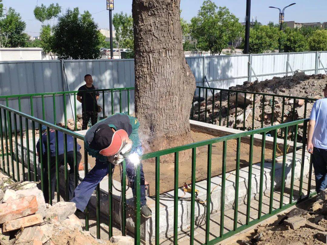 開封百余株古樹名木建檔保護(hù)