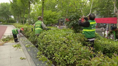 縣園林綠化服務中心 全力做好園林綠化工作 讓良好生態(tài)成為金鄉(xiāng) 最靚名片