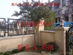 蘇州園林綠化 從設計、施工到養護的古典與現代融合之道